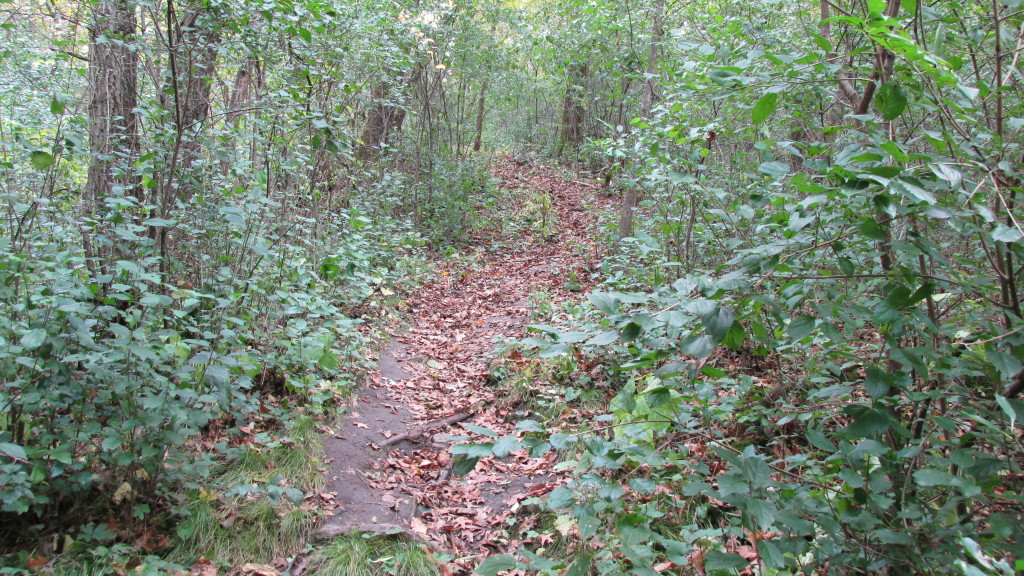 Afton Park leaf covered trail