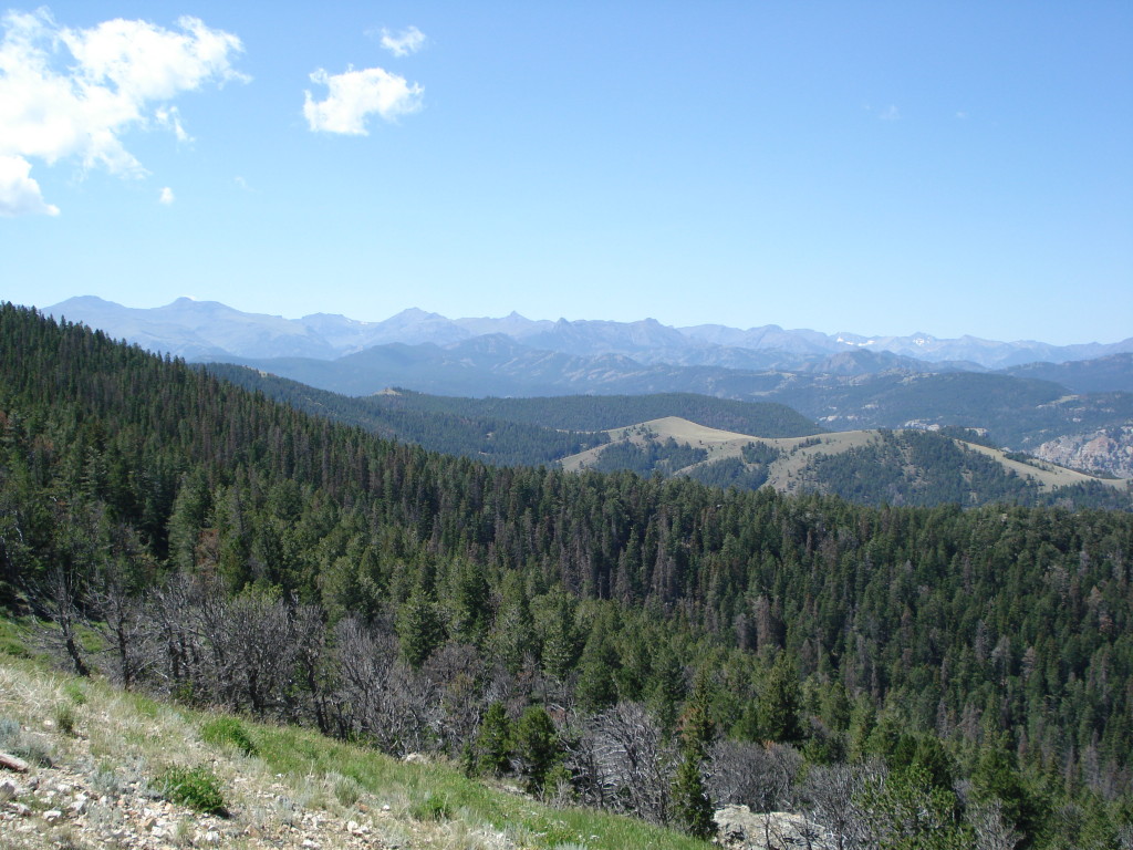 View of trees and mountains from Beartooth Pass