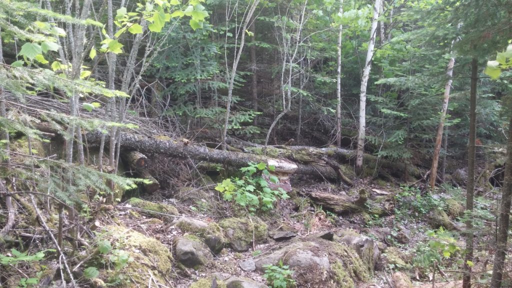 June 2016 298 moss lake trail